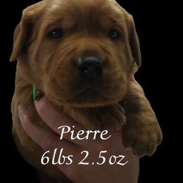 Pierre - Yellow male Labrador Retriever puppy in Sidney, Nebraska from Nebraska Strong Labradors