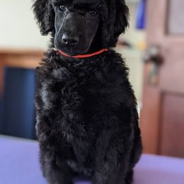 Poodle Puppies from Alue Standard Poodles