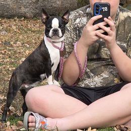 Etta - Boston Terrier