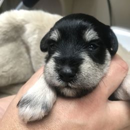 Miniature Schnauzer Puppies from Four Seasons Schnauzers