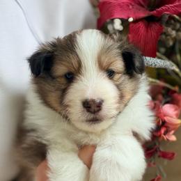 Daphne - Sable and white female Shetland Sheepdog puppy in North Weeki Wachee, Florida from Jesstar Shetland Sheepdogs