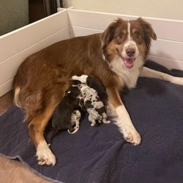 Australian Shepherd Puppies from Van Huitt Australian Shepherds