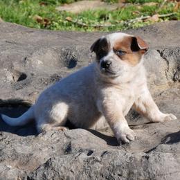 Romeo - Red mottled male Australian Cattle Dog puppy in Buffalo Valley, Tennessee from Buffalo Valley Breeders
