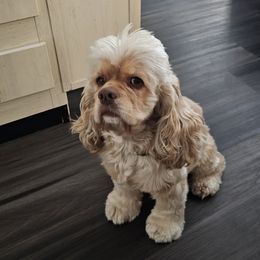 Benji - Cocker Spaniel