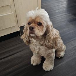 Benji - Cocker Spaniel
