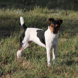 Rags - Jack Russell Terrier