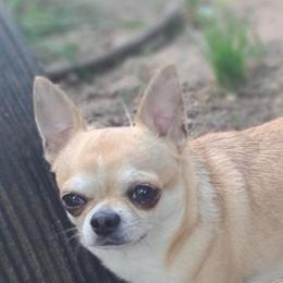 Gram - Chihuahua