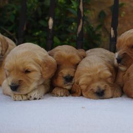 Cavalier King Charles Spaniel and Cavapoo Puppies from Catella Cavaliers and Cavapoos