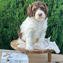 Loretta - Tri-color female Bernedoodle puppy in Bells, North Carolina from Neighborhood Poodles & Doodles