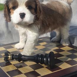 Cavalier King Charles Spaniel and Gordon Setter Puppies from Gleannfae Gordon Setters & Cavalier King Charkes Spaniels