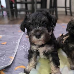 Greta, orange - Black and silver female Miniature Schnauzer puppy in Piedmont, Oklahoma from J&K's Miniature Schnauzers