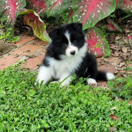 Mary Ann - Black and white female Border Collie puppy in Wildwood, Florida from Isle Breez Border Collies