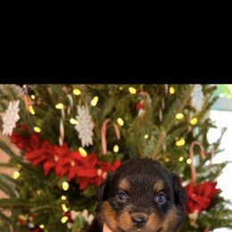 Girl 1 - Black tri female Miniature Australian Shepherd puppy in Brenham, Texas from Stone N Rose Kennels