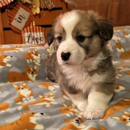 Pembroke Welsh Corgi Puppies from Solstice Farm Corgis