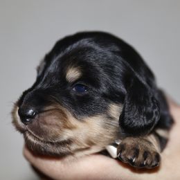 White collar girl - Black and tan female Dachshund puppy in New Canton, Virginia from Mount Calm Golden Retrievers