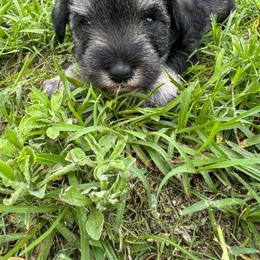 Nick - Salt and pepper male Miniature Schnauzer puppy in Crestview, Florida from 850Schnauzers