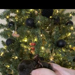 Winchester(Winnie) - Chocolate female Labrador Retriever puppy in Hillman, Michigan from Northrop Farm