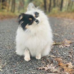 Cricket - Pomeranian