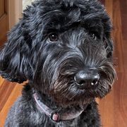 Daphne - Whoodle