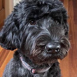 Daphne - Whoodle