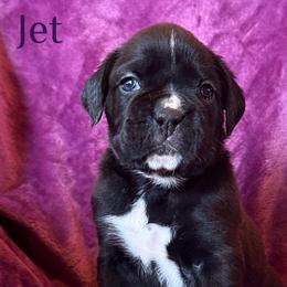 Boxer Puppies from Vincent's Pride Boxers