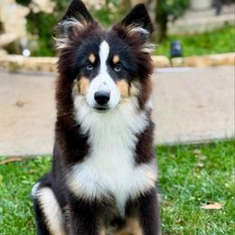 Bear - Tri-color male Pomsky puppy in Magnolia, Texas from Solace Shelties and Pomskies