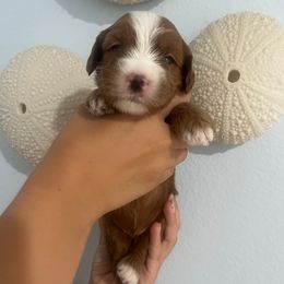 Ferrari - Red male Australian Labradoodle puppy in Orange, California from Little Kingdom Doodles