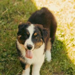 Luna - Black tri-color female Australian Shepherd puppy in Cotati, California from Tried and True Aussies
