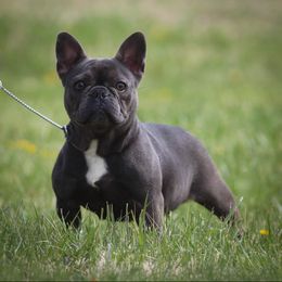 Lola - French Bulldog