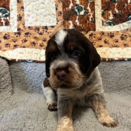 Missy - Liver white and roan female English Springer Spaniel puppy in Tabor City, North Carolina from Big Bay Kennels LLC
