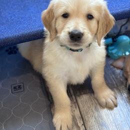 Golden Retriever Puppies from McAbee’s Golden Retrievers