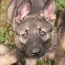 Shiloh Shepherd Puppies from Solace Shilohs