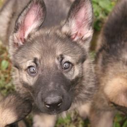Shiloh Shepherd Puppies from Solace Shilohs