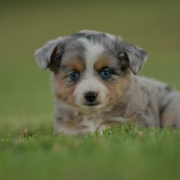 Maggie - Blue merle female Toy Australian Shepherd puppy in Hartman, Arkansas from Southern Edition Aussies