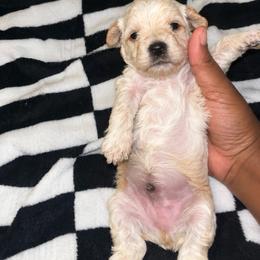 Pooh 2300 - Apricot male Yorkipoo puppy in Gastonia, North Carolina from Banks Dynasty Kennel