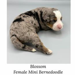 Blossom - Blue merle female Bernedoodle puppy in Royse City, Texas from Platinum Bernedoodles of Texas