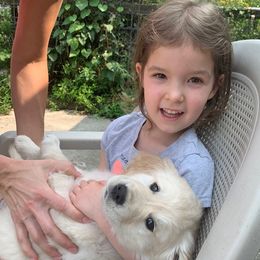 Golden Retriever Puppies from Kaczara Farm Goldens