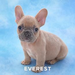 EVEREST - Blue fawn male French Bulldog puppy in Connersville, Indiana from MoonShine Babies