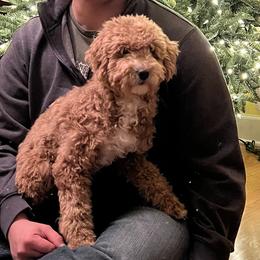 Girl 3 - Cream Goldendoodle puppy in Tennessee from Wonder Poodles and Doodles