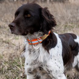 Kleine Munsterlanders from Gould Hunting Dogs