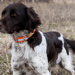 Kleine Munsterlanders from Gould Hunting Dogs
