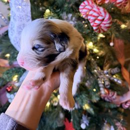 Red collar - Blue merle male Australian Shepherd puppy in Quinlan, Texas from Murphy Ranch Australian Shepherds