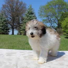 Boy 2 - Brindle male Poodle puppy in Hopkins, Missouri from Mowry Creek Mini Aussiedoodles and More