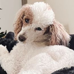 Lotti - Poodle