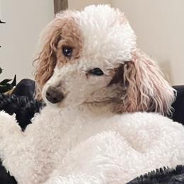 Lotti - Poodle