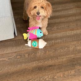 Havapoo, Maltipoo, Poodle, and Shihpoo All Grown Up from Riyem Wildflower Farms
