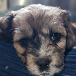Cavapoo Puppies from Jessie's Puppies