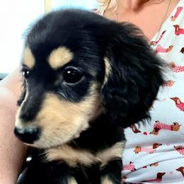 Dachshund Puppies from Monahan Dachshunds