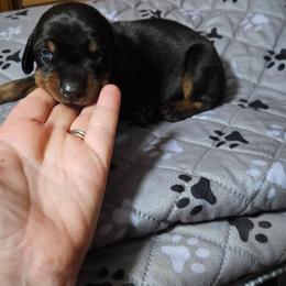Titan - Black and rust male Doberman Pinscher puppy in Mount Orab, Ohio from Heyne Kennels