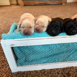 Boy 3 - Yellow male Labrador Retriever puppy in Beavercreek, Oregon from Sweetwater Spring Labradors